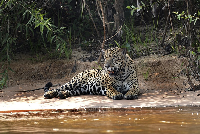 File:5236 Pantanal jaguar JF.jpg