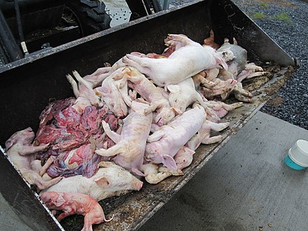 Dead infant pigs at a hog farm