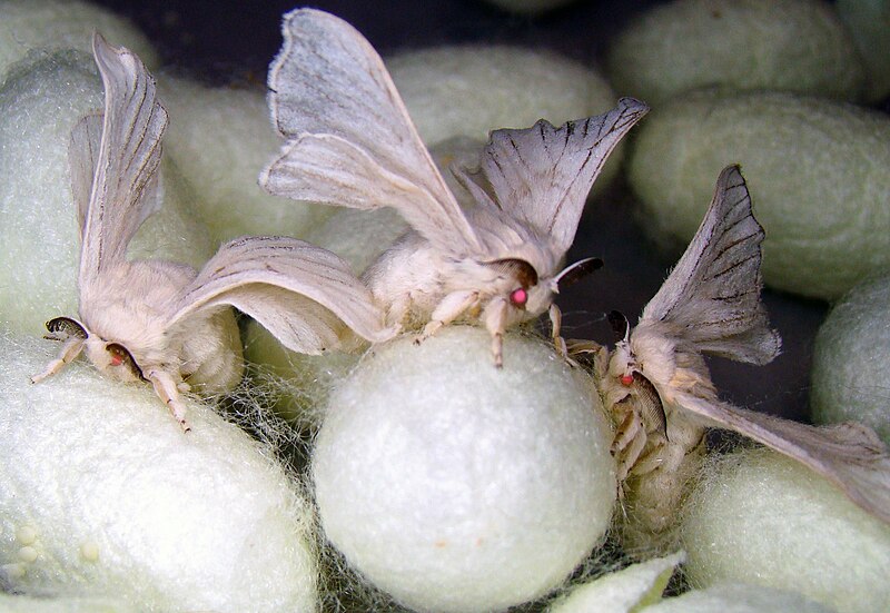 File:6 Monster Silk Moths.jpg