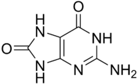 8-Oxoguanine.png