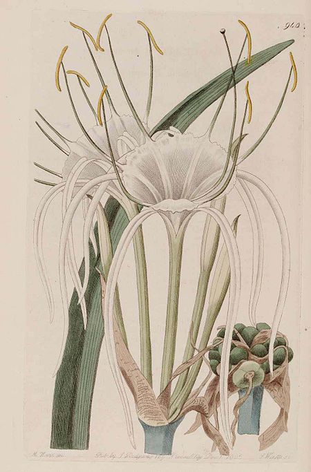 Hymenocallis_harrisiana