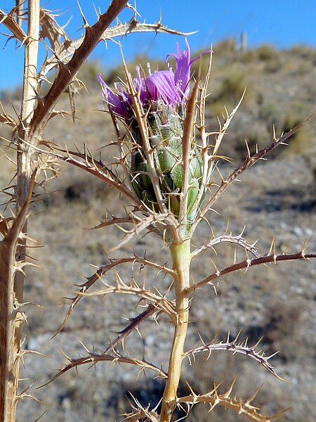 File:A. humilis-0002 11.jpg