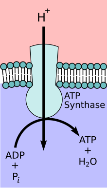 ATP-Synthase ATP-Synthase.svg