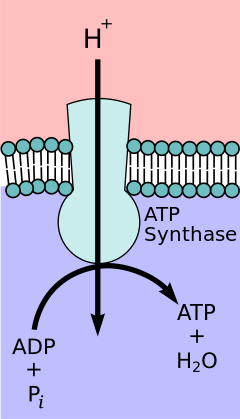 Depiction of ATP synthase, the site of oxidative phosphorylation to generate ATP. ATP-Synthase.svg