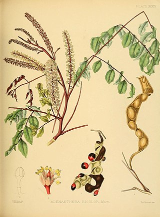 <i>Adenanthera bicolor</i> Species of legume
