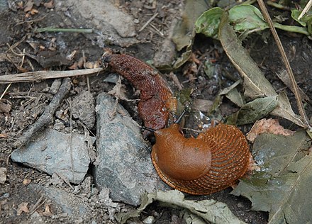 A slug, Arion vulgaris, eating a dead individual of the same species