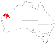 "Acacia atkinsiana" terjadinya data dari Australasian Virtual Herbarium