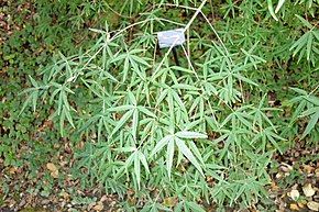 Descrição da imagem Acer pentaphyllum - Quarryhill Botanical Garden - DSC03224.JPG.