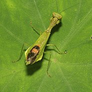 Acontista-suvun rukoussirkka, Acanthopidae (Ecuador)