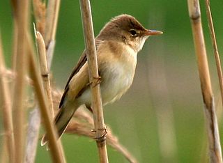 Eurasian reed warbler species of bird