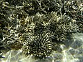 'Acropora sp.'