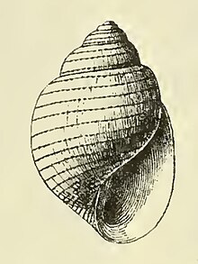 Acteon incisus 001.jpg