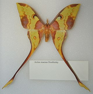 <span class="mw-page-title-main">Malaysian moon moth</span> Species of moth