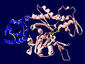 Actin-2BTF-ATPHighlighted.jpg