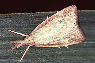 <i>Diatraea saccharalis</i> species of insect