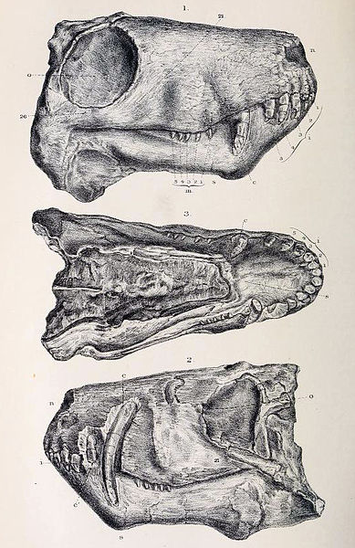 Skull of Aelurosaurus felinus showing tooth arrangement, dual canines, and canine root depth
