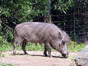 Descrierea imaginii Warthogului african - Phacochoerus aethiopicus.jpg.