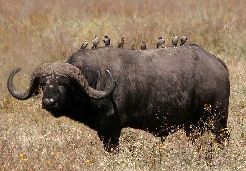 File:African buffalo caffer retouched.jpg - Commons