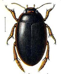 Agabus (beetle)