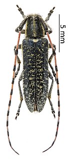 <i>Agapanthia alternans</i> Species of beetle