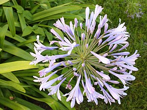 Agapanthus flower head with leaves