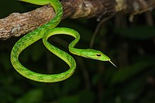Ahaetulla mycterizans, малайска зелена камшична змия - Khao Phra - Светилище за диви животни Bang Khram (46060345834) .jpg