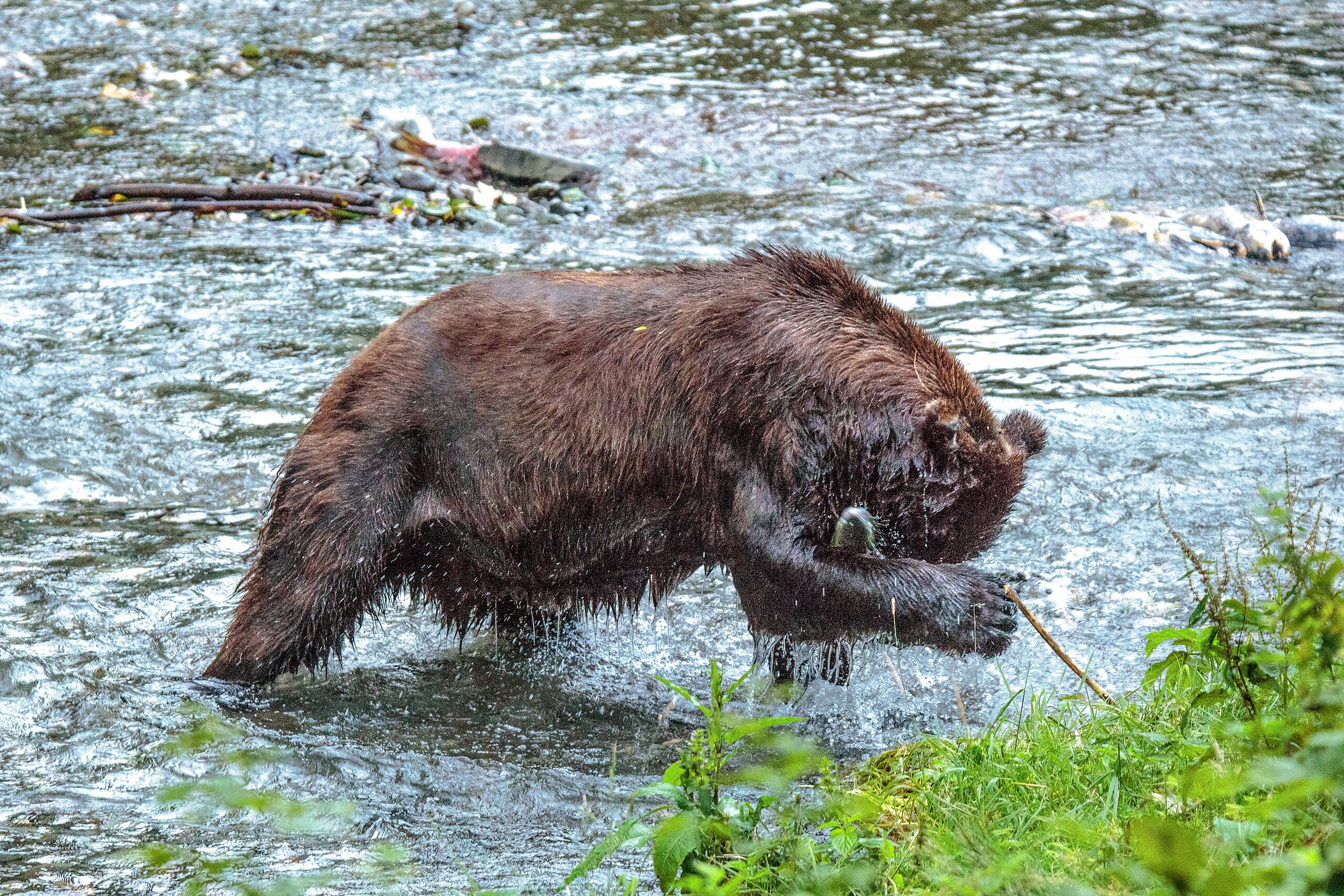 Kodiak Brown Bear (Ursus arctos middendorffi)