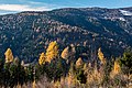 English: Autumnal forest with larches, spruces and arolla pines Deutsch: Herbstlicher Wald mit Lärchen, Fichten und Zirbelkiefern