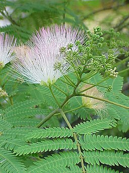 Albizia julibrissin4