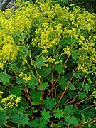 Alchemilla xanthochlora (Yellow-Green Lady's Mantle), Habitus