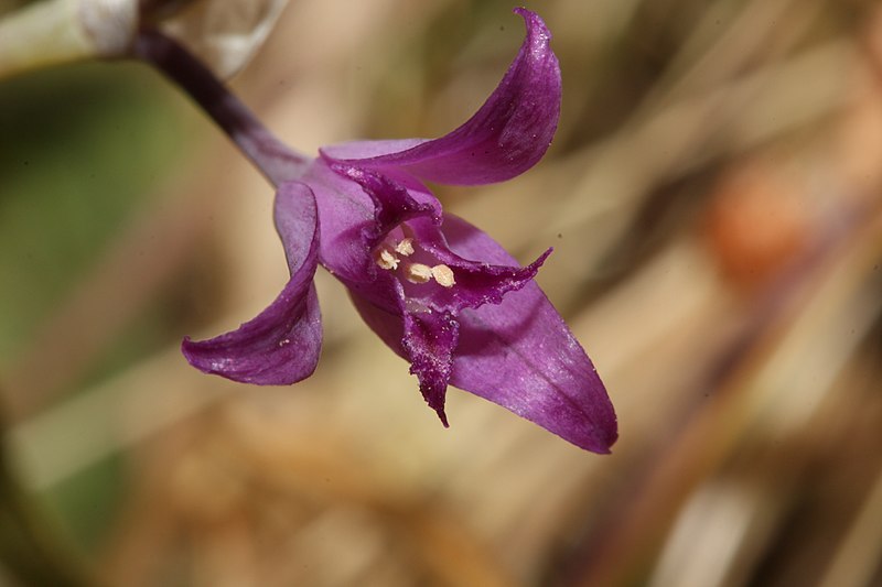 File:Allium acuminatum 2893.JPG