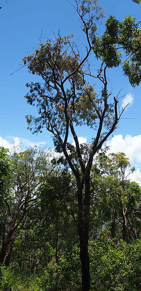 File:Allocasuarina torulosa plant.jpg