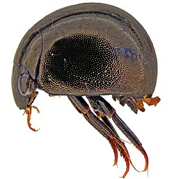 Allocotocerus (10.3897-zookeys.656.11622) Figure 13.jpg