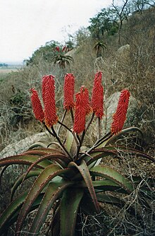 Detail of inflorescence Aloe excelsa 2.jpg