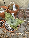 Young Aloe karasbergensis, 2023-0010-3 grown outdoors in Agoura Hills, California Aloe karasbergensis young plant.jpg