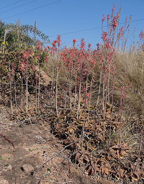 File:Aloe parvibracteata 1 (10222758436).jpg