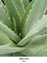 Листья алоэ купить. Алоэ древовидного листья (Aloes arborescens Folia).