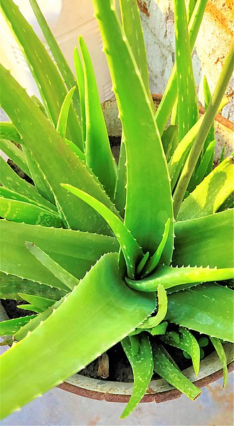 File:Aloevera plant.jpg