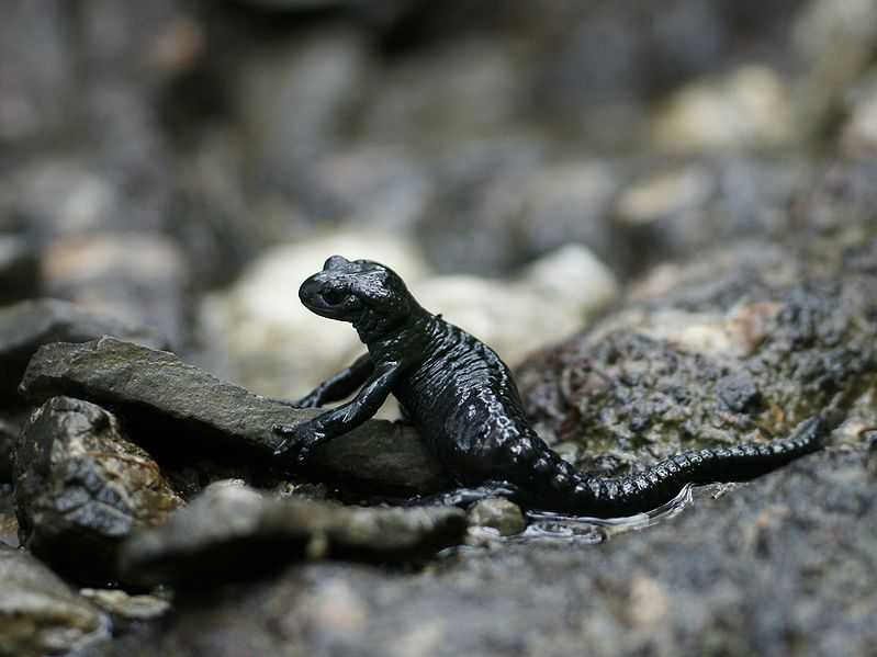 File:Alpensalamander, Salamandra atra 3.JPG