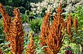 Jardin Universitaire Roger-Van Den Hende