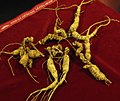 American wild ginseng root (Panax quinquefolius). Very old roots, ranging from 40–60 growth scars.