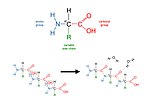 Thumbnail for File:Amino acid structural formula + tripeptide formation.jpg