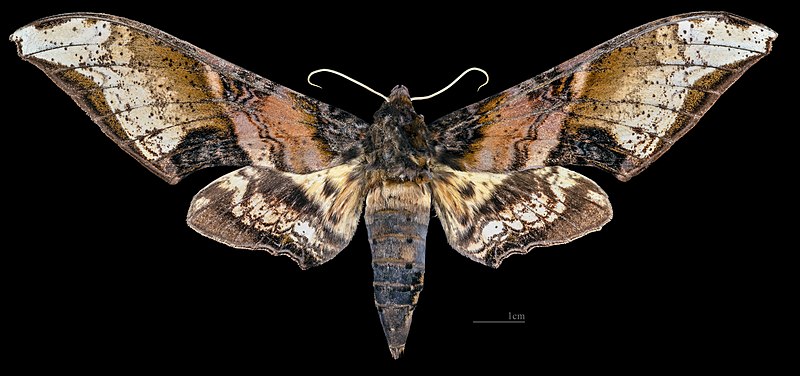 File:Amplypterus mansoni takamukui MHNT CUT 2010 0 419 Wu She Taiwan female dorsal.jpg