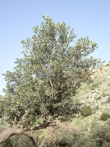 File:An Olive Bough in Oren Creek, Mt. Carmel - panoramio.jpg