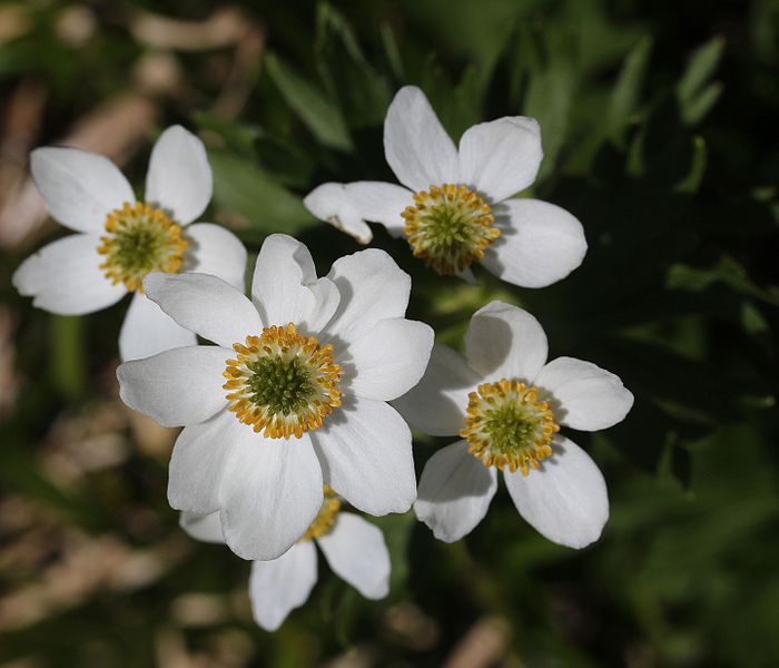 File:Anemone narcissiflora (flower s3).jpg