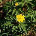 Yellow Anemone.