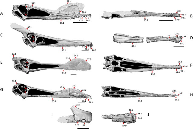 Skull comparison of different anhanguerians, notice Tropeognathus (E and F) with a well-developed "keeled" crest