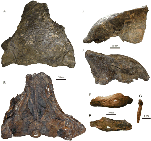 File:Ankylosaurus skull CMN 8880.gif