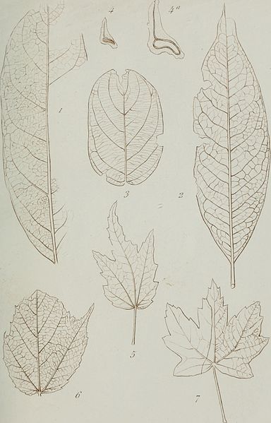 File:Annales des Sciences Naturelles Botaniques (1867) (18404239592).jpg