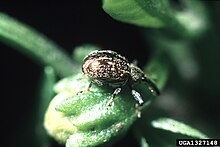 Adult A. eugenii on pepper bud. Anthonomus eugenii 1327148.jpg